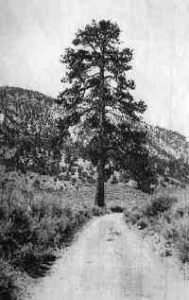 Shrine Pine