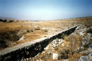 grapevine old wall